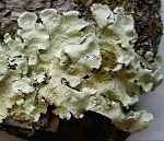 Флавопармелия козлинаяФото